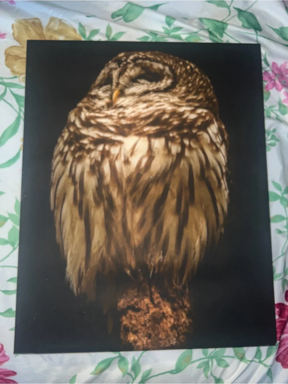 Brown Owl Wall Art Print - Rustic Wildlife Canvas
